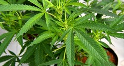 Marihuana legalizirana u još jednoj američkoj državi
